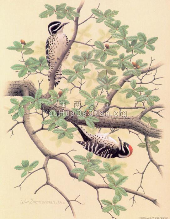 Nuttall Woodpecker - 威廉·齐默曼